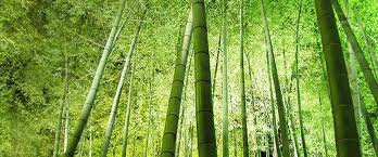 bamboo 2